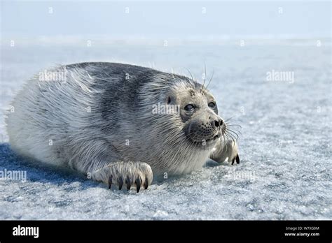 Baikal Seal Phoca Sibirica Baikal Hi Res Stock Photography And Images