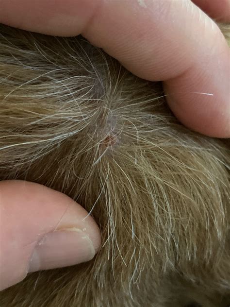 My Dog Has Tiny Bumps Like Pimples Wards And They Dont Go Away