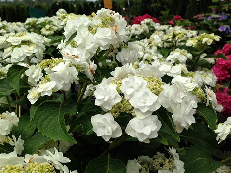 Check spelling or type a new query. Hydrangea 'Wedding Gown'