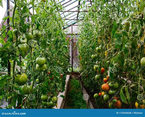 Tomatoes Grow In A Greenhouse Country House For Growing Vegetables