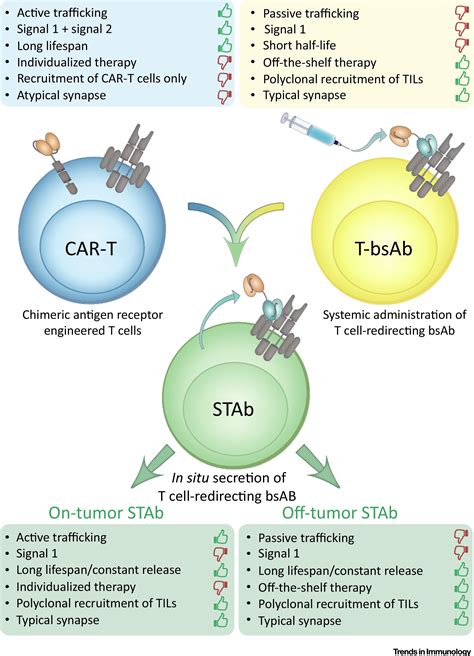T Cell Redirecting Strategies To Stab Tumors Beyond Cars And