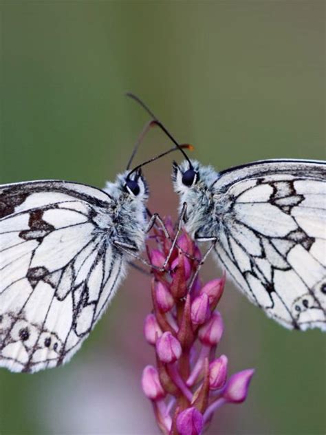 Butterfly Pair Bing Wallpaper Download