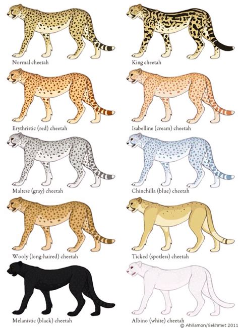 Cheetah Color Morphs Cheetah Pictures Wild Cats Animals Wild