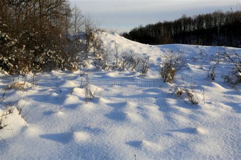 Winter Meadow In Forest Stock Photo Image Of Background 134388870