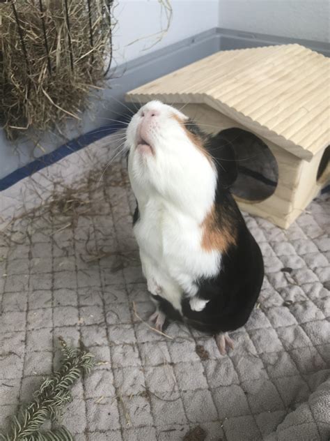 My Guinea Pig Cille Standing Up Rstandinganimals