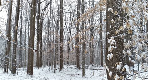 Bensozia Snowy Woods Today
