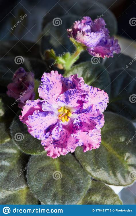 Violet Saintpaulias Flowers Commonly Known As African Violets Parma