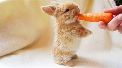 Fluffy Baby Bunny