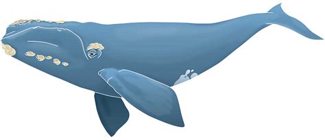 North Atlantic Right Whale Clipart Free Download Transparent Png