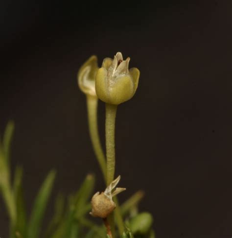 Sagina Procumbens Subsp Procumbens Plants Of The World Online Kew