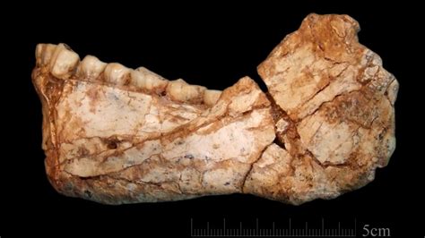 The Oldest Homo Sapiens Fossils Found In Morocco Date Back 300000