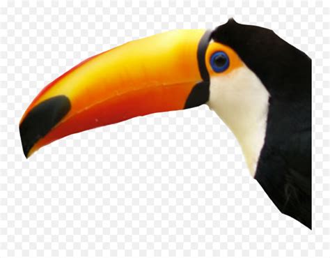 Toucan Bird Sticker Tucano Emojitoucan Emoji Free Transparent