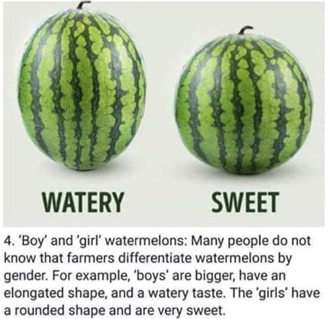 How To Fuck A Watermelon Telegraph