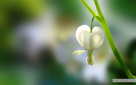 These spring flowers bring scent as well as color to the. Latest Beautiful Flowers Backgrounds Download | Free ...