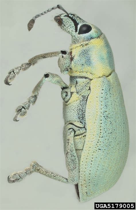 Looking for getting rid of weevils? Lychee Longan Pests