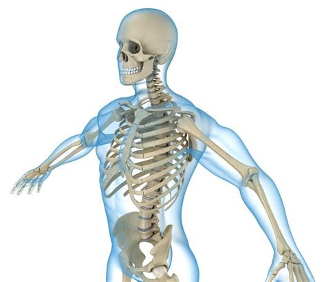 3d Model Human Skeleton And Body Rigged Anatomy Vr Ar Low Poly
