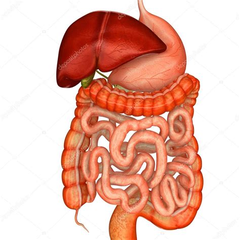 Sistema Digestivo En 2 Piezas 3b Smart Anatomy 1000306 3b Images