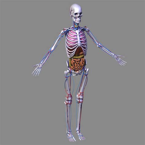 It must have optimum muscle development, neither too much fat. human female body anatomy 3d max