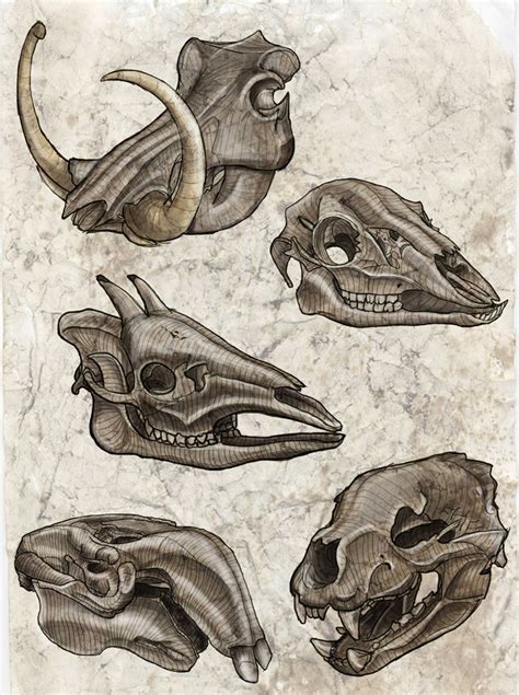 Learn how you can draw different animals step by step. Feng Zhu Design: Bones | Animal skull drawing, Animal skeletons, Animal sketches