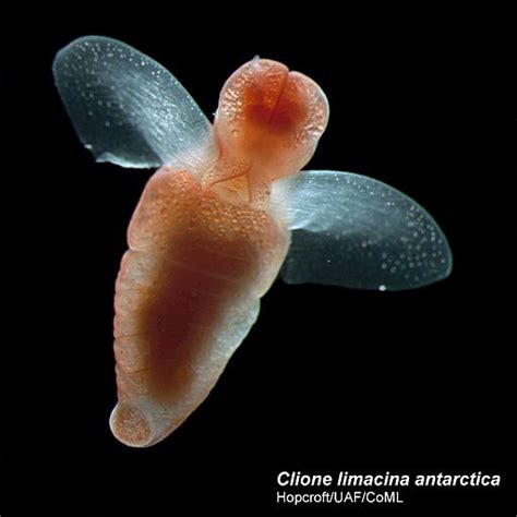 Clione Limacina Antarctica Fish Pet Sea Slug Underwater