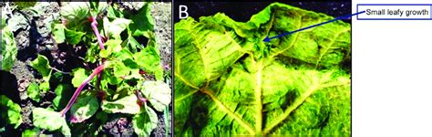 Typical Okra Enation Leaf Curl Disease Symptom On Okra Susceptible