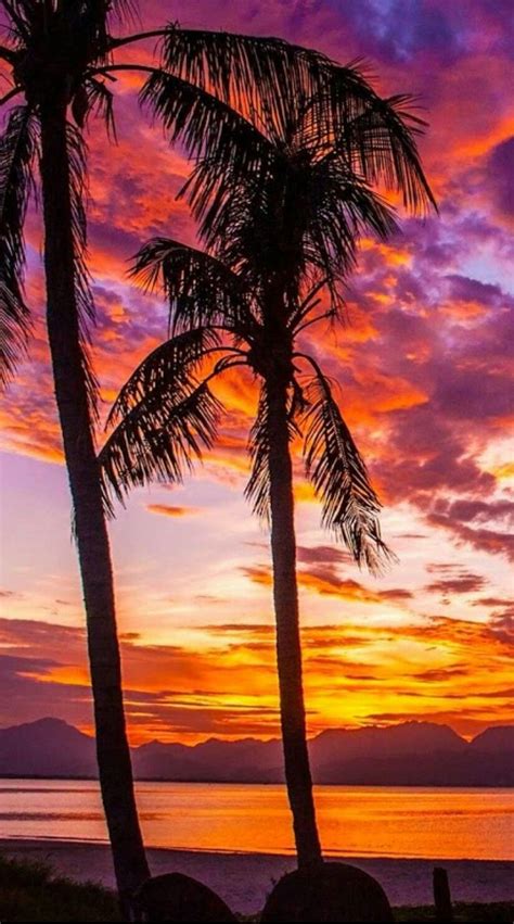 Pin By Kimberly Haller On Natural Or Not Amazing Sunsets Beach Wallpaper Palm Tree Sunset