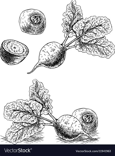 Hand Drawn Set Of Beets Sketch Royalty Free Vector Image