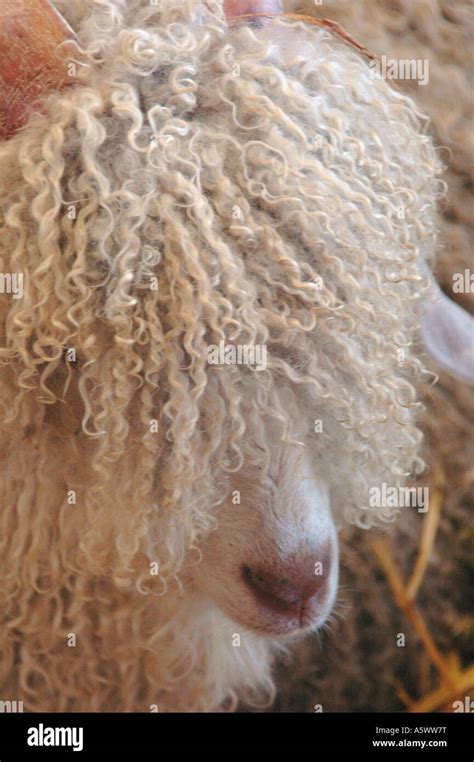 Wool And Mohair Hi Res Stock Photography And Images Alamy