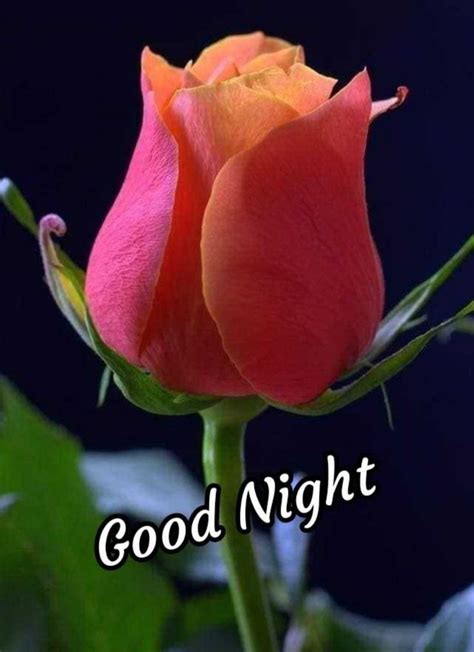 Pin By Arumugam Vasu On Nighty Night Good Night Flowers Good Night
