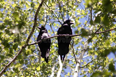 Two Raven On A Branch Stock Image Image Of Wildlife 50235795