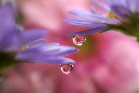 Macro Photography Techniques Flowers In Water Droplets