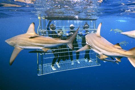 The Best Places To Swim With Sharks
