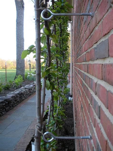 See more ideas about trellis, garden trellis, wisteria trellis. 43 best The Fence Along the Lane images on Pinterest ...