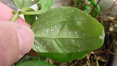 How To Control Whiteflies In The Garden Oversixty Garden Pest