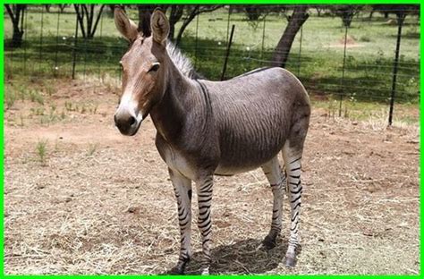 Soal Pilihan Ganda Bahasa Inggris Tentang Animal - Wulan Tugas