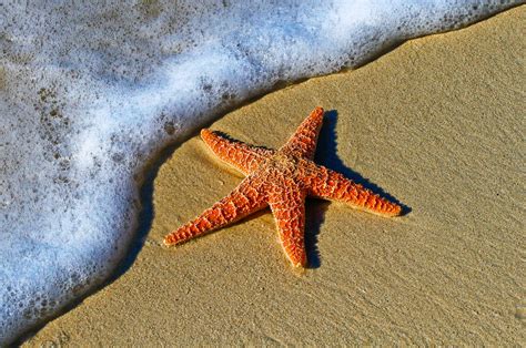 Starfish On A Sand Beach By The Ocean Foam At Key West Starfish On A