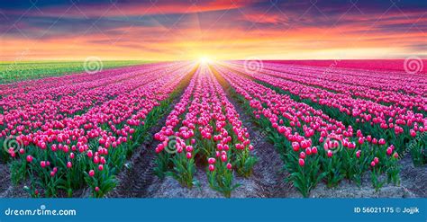 Fields Of Blooming White Tulips At Sunrise Stock Image Image Of