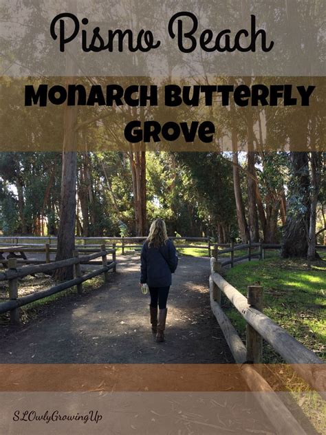 Had visited in the 3rd week of february and got to see several monarch butterflies in their natural habitat. The Pismo Beach Monarch Butterfly Grove | Pismo beach ...