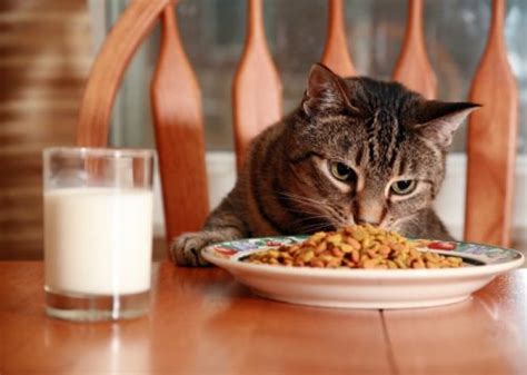 Are you asking yourself, should i free feed my cat? how are you feeding your cat now? How Much Should I Feed My Cat? - The Conscious Cat