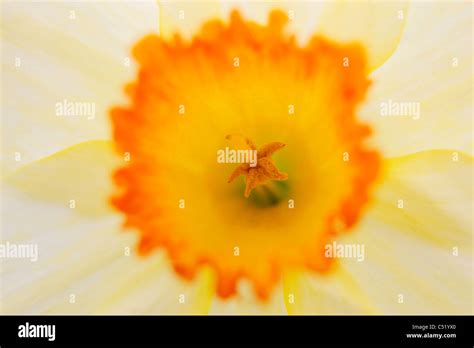 Open Daffodil Hi Res Stock Photography And Images Alamy