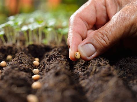 How to dry out seeds in the fall to plant next spring. Can You Plant Fresh Seeds: Harvesting And Planting Seeds ...