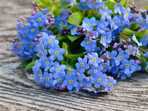 The leaves of this plant stalked basal leaves with stalks that are widely winged. Forget-me-not - 10 Flower Names | Merriam-Webster
