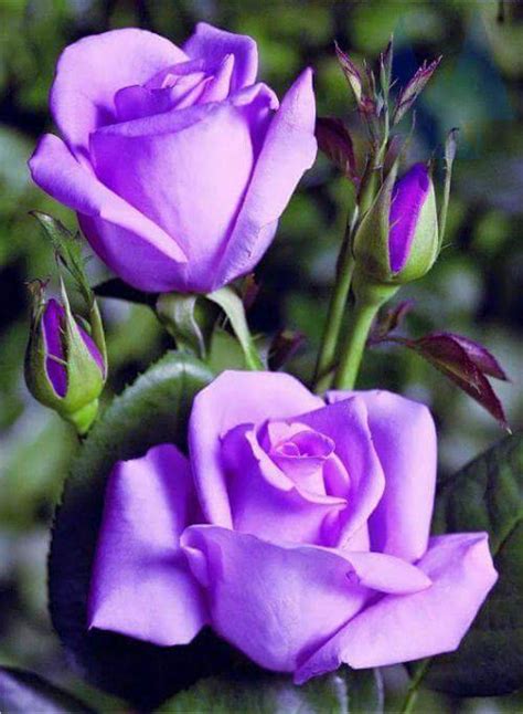 Beautiful Rose Flowers Pretty Roses Exotic Flowers Amazing Flowers