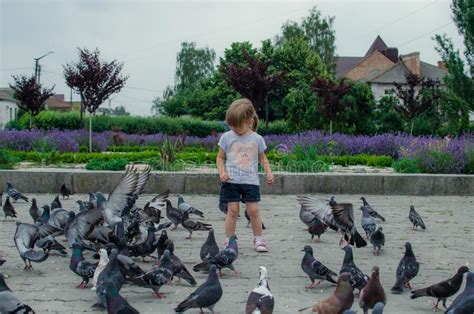 Baby And Many Pigeons In The Park Stock Image Image Of Enjoy Motion