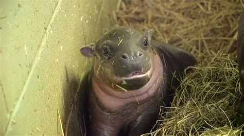 Rare Pygmy Hippo Baby Born