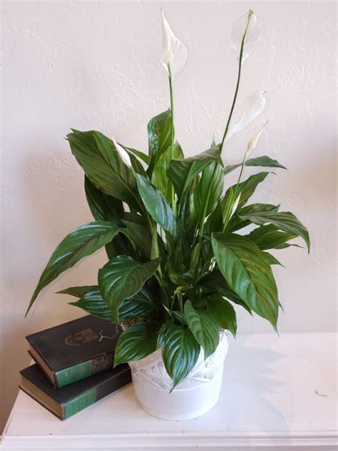 Potted Peace Lily Plant In Fair Oaks Ca Sherwood Florist