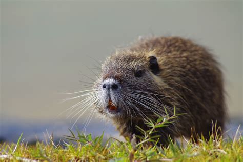 Image ragondin-7 : Ragondin photo et image | animaux, animaux sauvages, nature Images ...