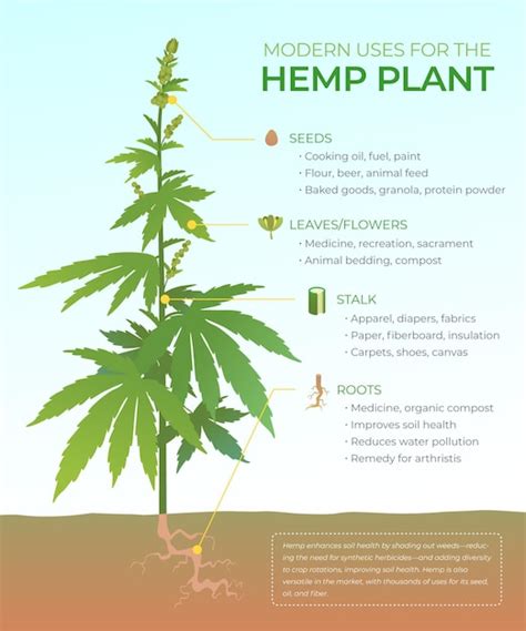 Free Vector Uses Of Hemp Infographic With Illustrated Plant
