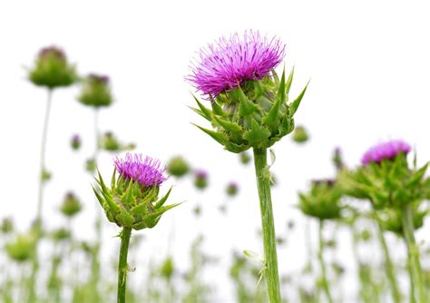Un buen remedio casero para el hígado graso es el té de cardo mariano, ya que esta planta contiene propiedades astringentes, facilitando la digestión y estimulando el apetito, aliviando síntomas como pérdida de apetito, mareo y vómitos causados por esta enfermedad. CARDO MARIANO: Propiedades, para qué sirve, cómo tomarlo y contraindicaciones - Con VÍDEO