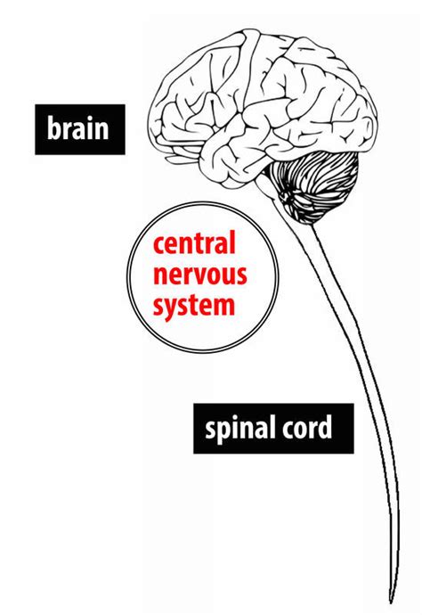 It has many folds and grooves, though. Nervous System Brain And Spinal Cord Diagram - Aflam-Neeeak